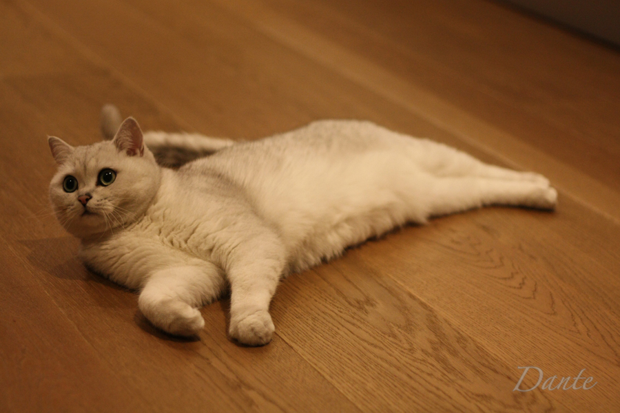 Dante_01