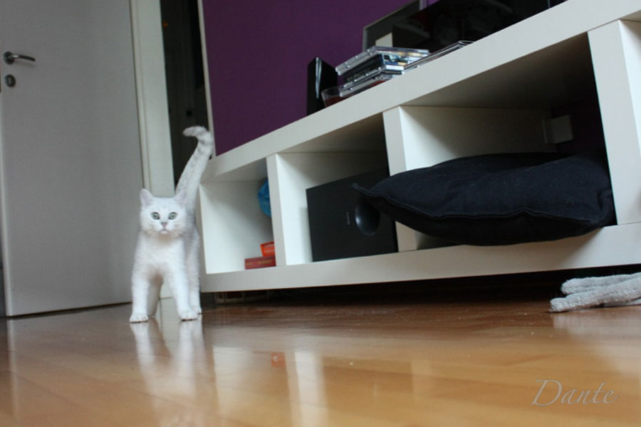 dante_01