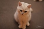 dante_01