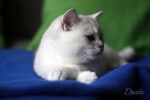 dante_01