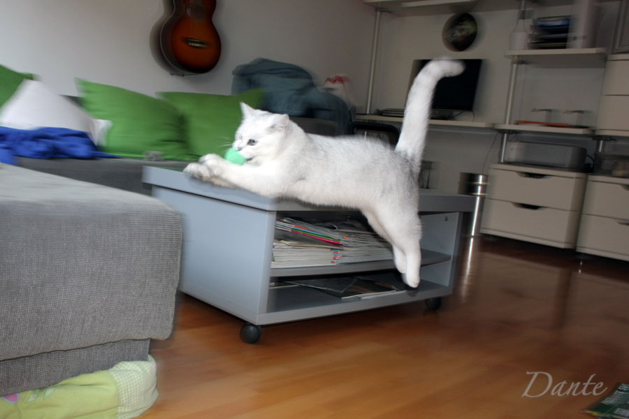 dante_01