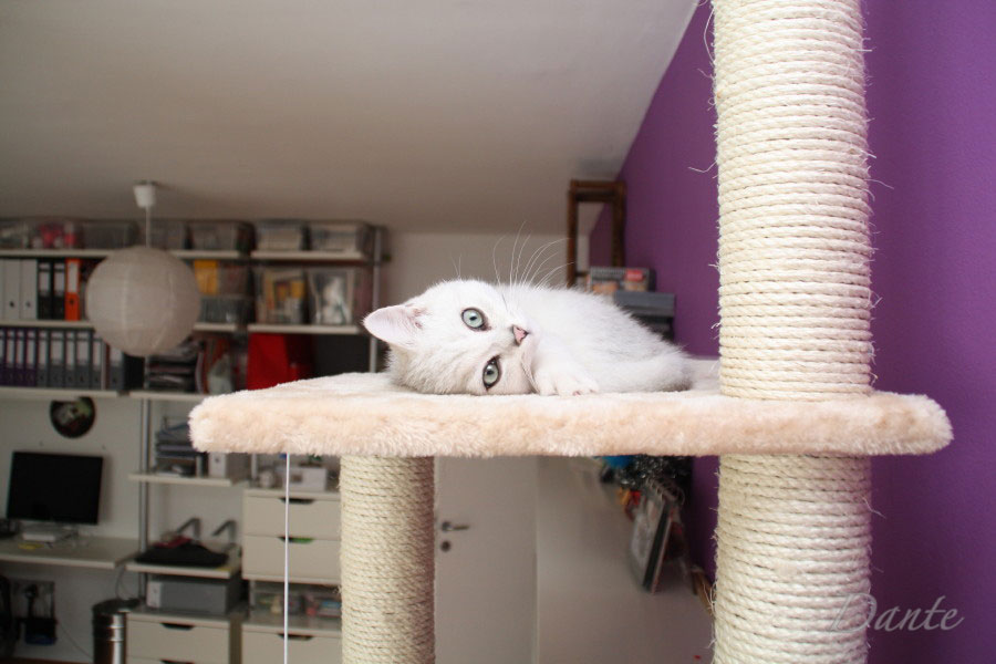 dante_01