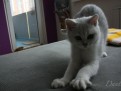 dante_01