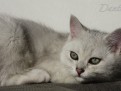 dante_02