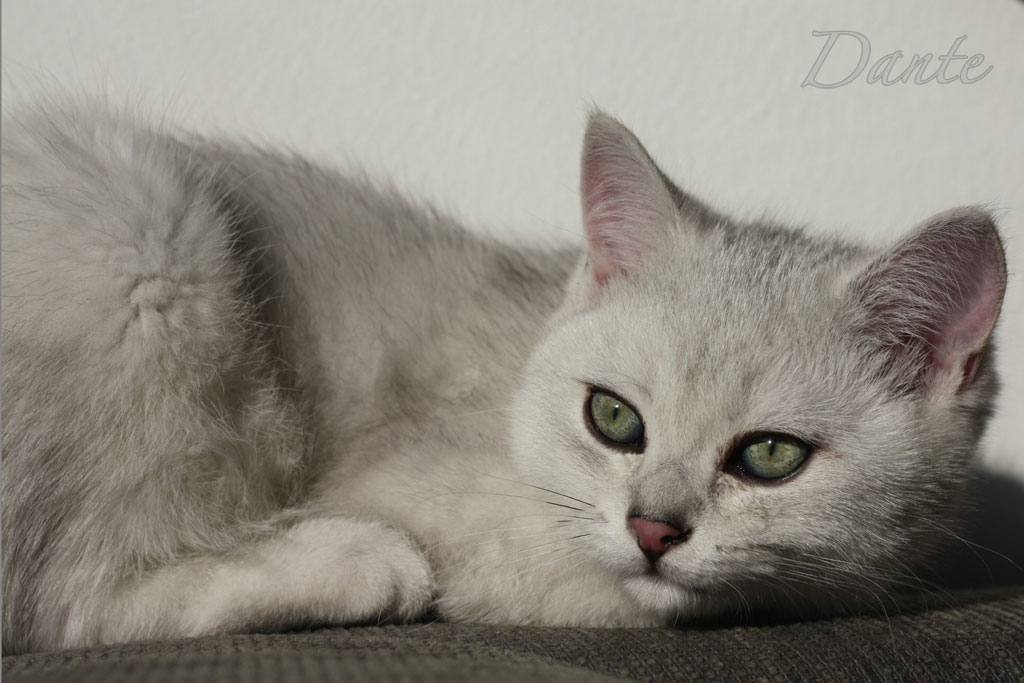 dante_02