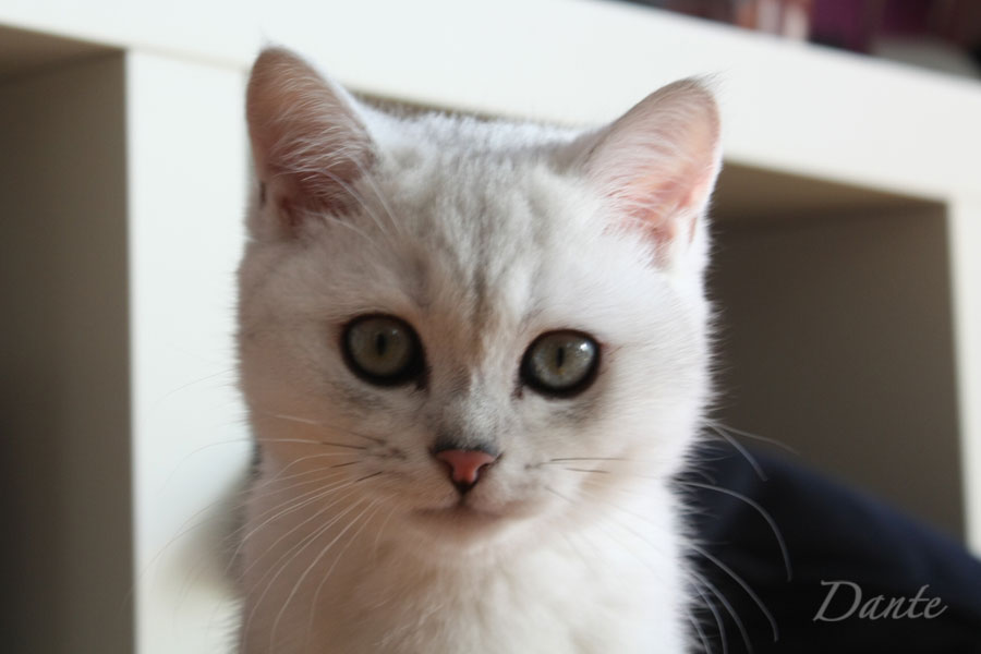 dante_02