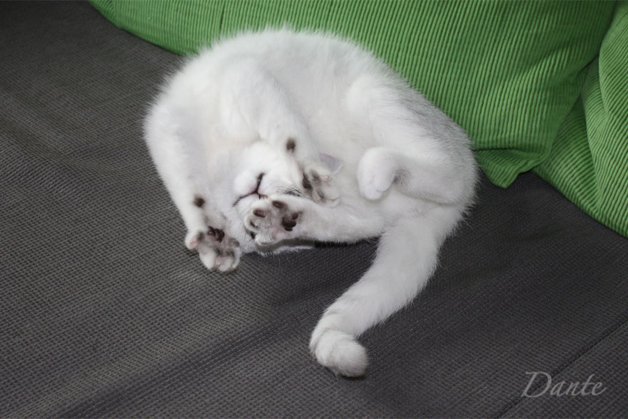 dante_02