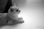 dante_02
