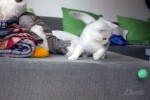 dante_02