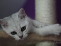 dante_02