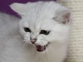 dante_02