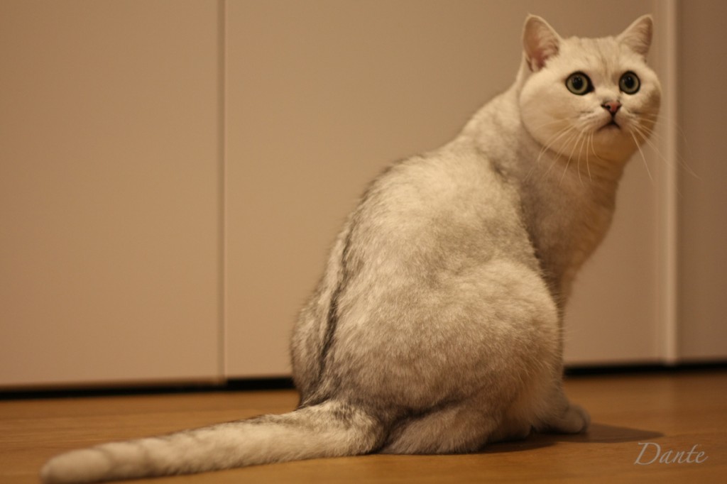 dante_02