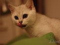 dante_04