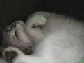 dante_04