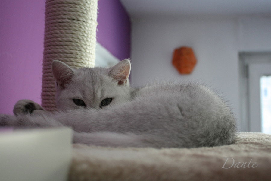dante_04