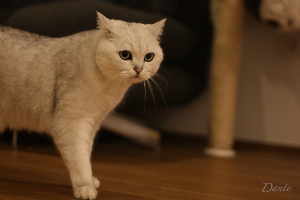 dante_05