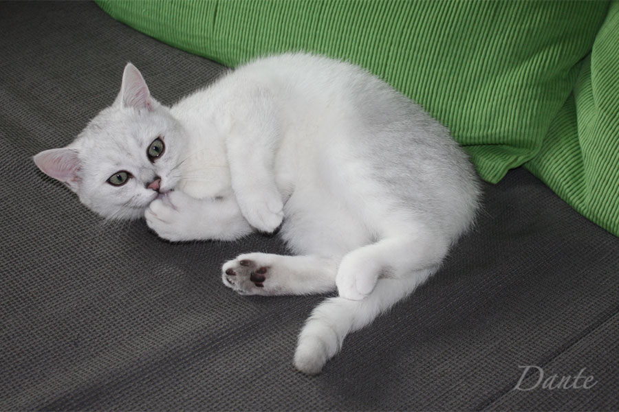 dante_05
