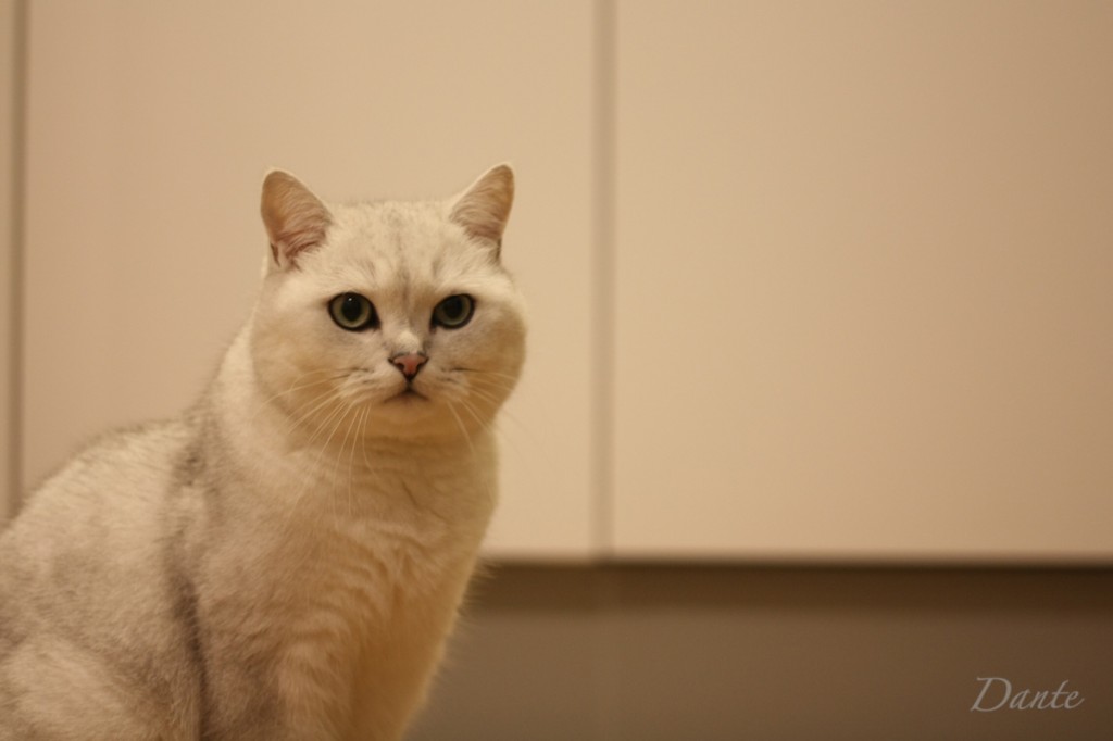 dante_07