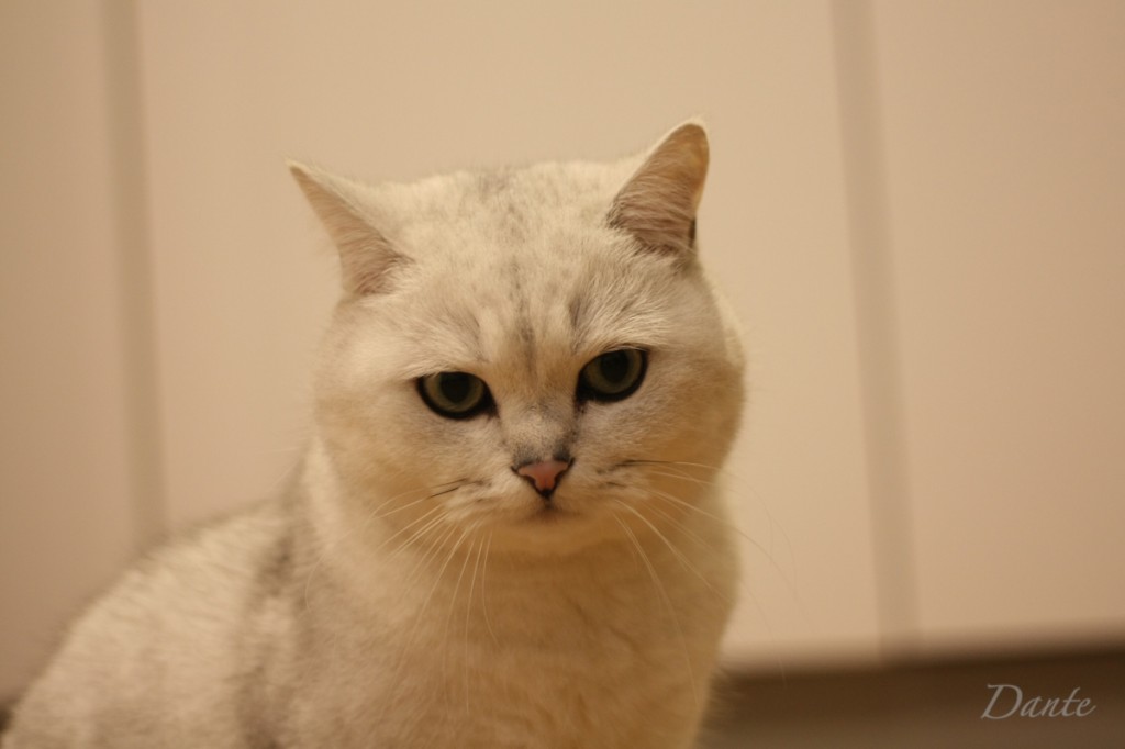 dante_08