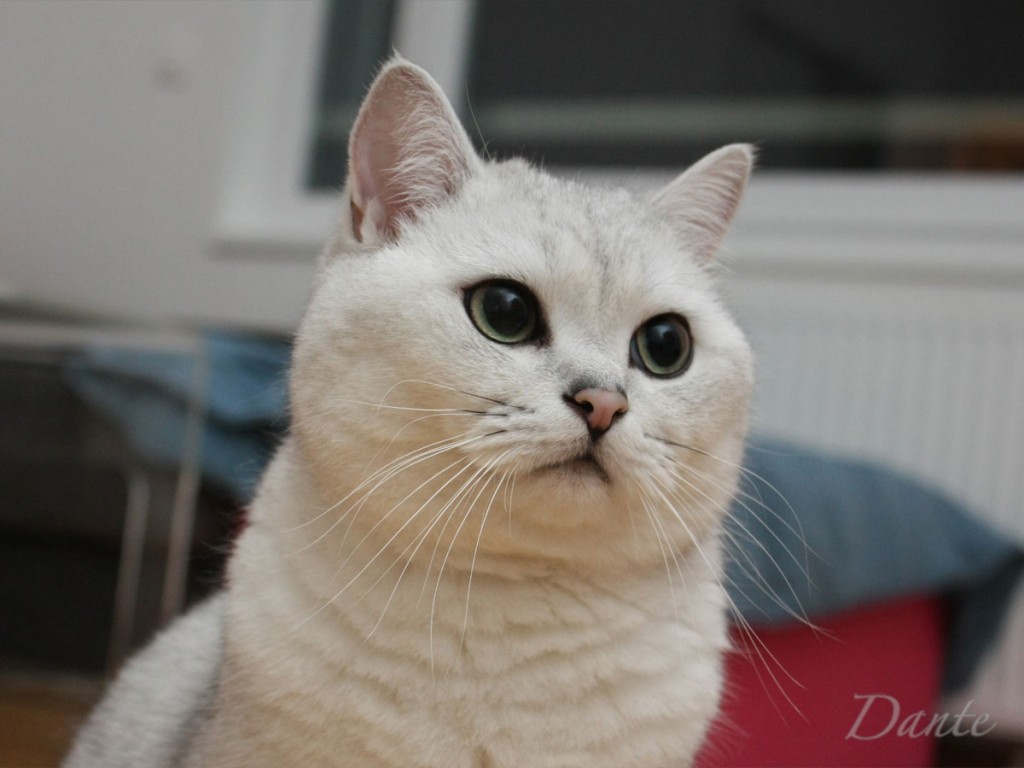 dante_10